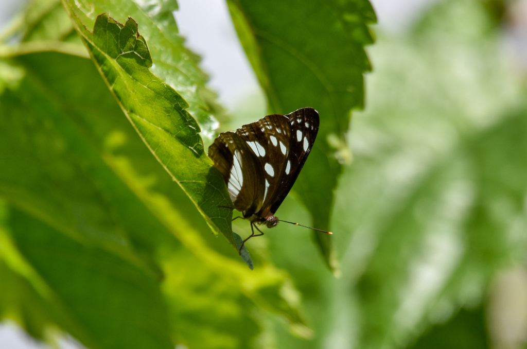 White-banded Plane, Phaedyma shepherdi