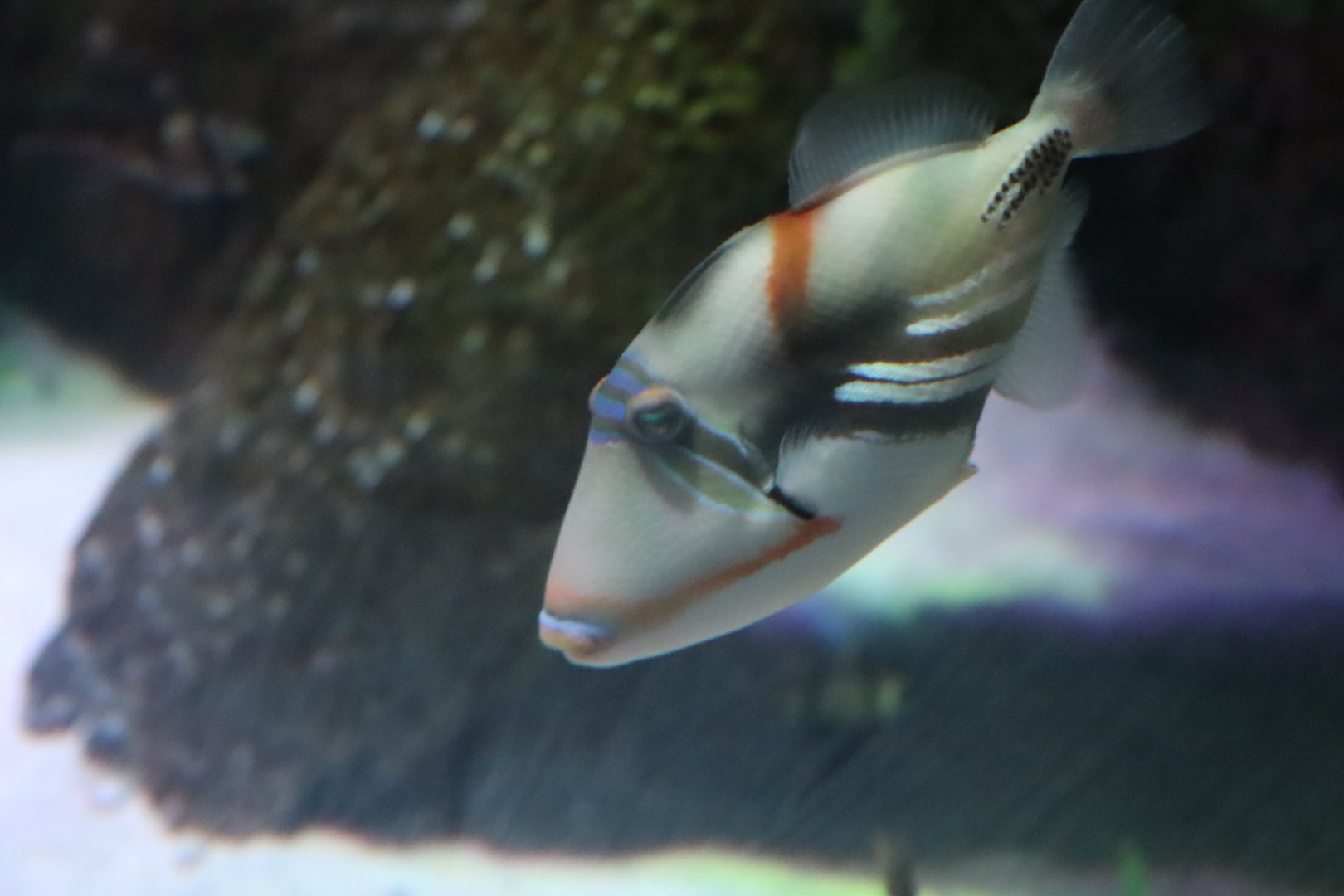 White-banded Triggerfish