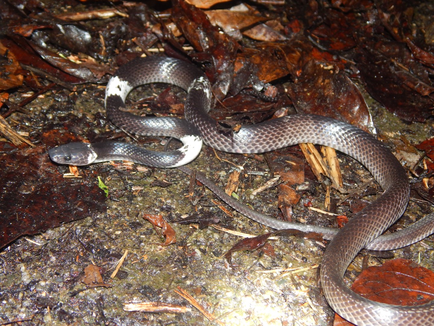 White-banded Wolf Snake (Lycodon subcinctus)