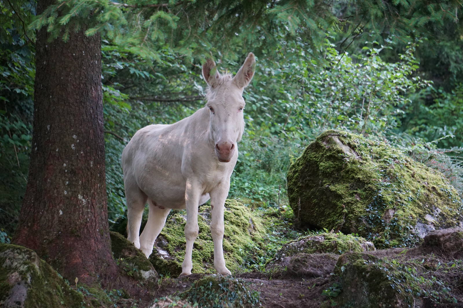 White Barock Donkey