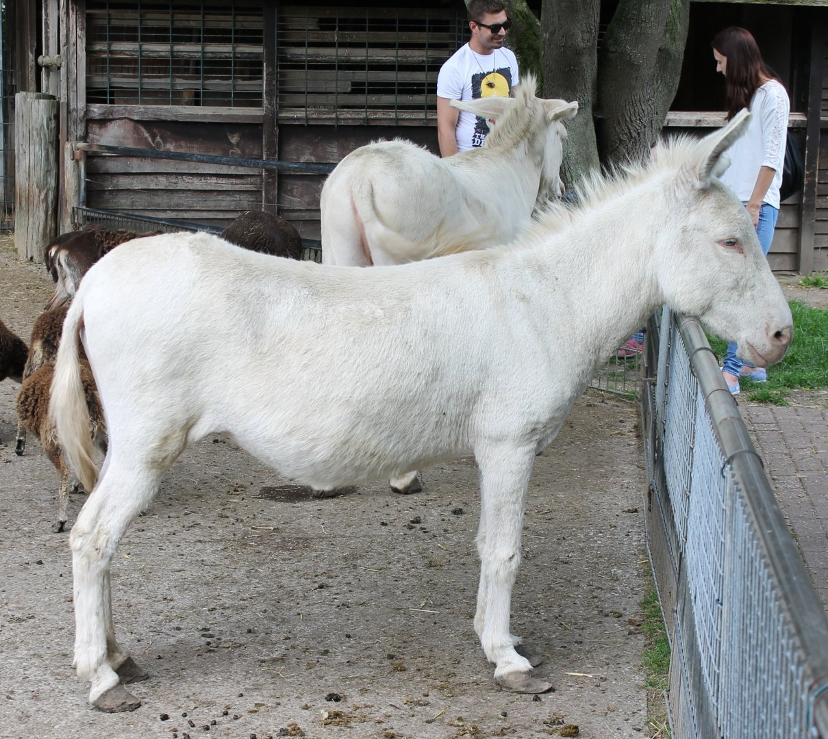White Baroque donkey's - and Humans ( behind the donkey's ;) )
