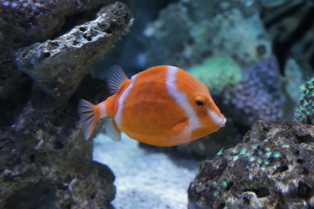 white-barred boxfish (Anoplocapros lenticularis)