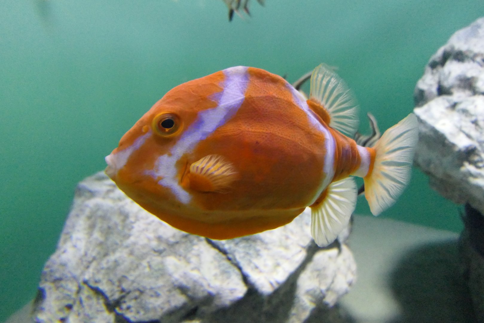 White-barred Boxfish (Anoplocapros lenticularis)