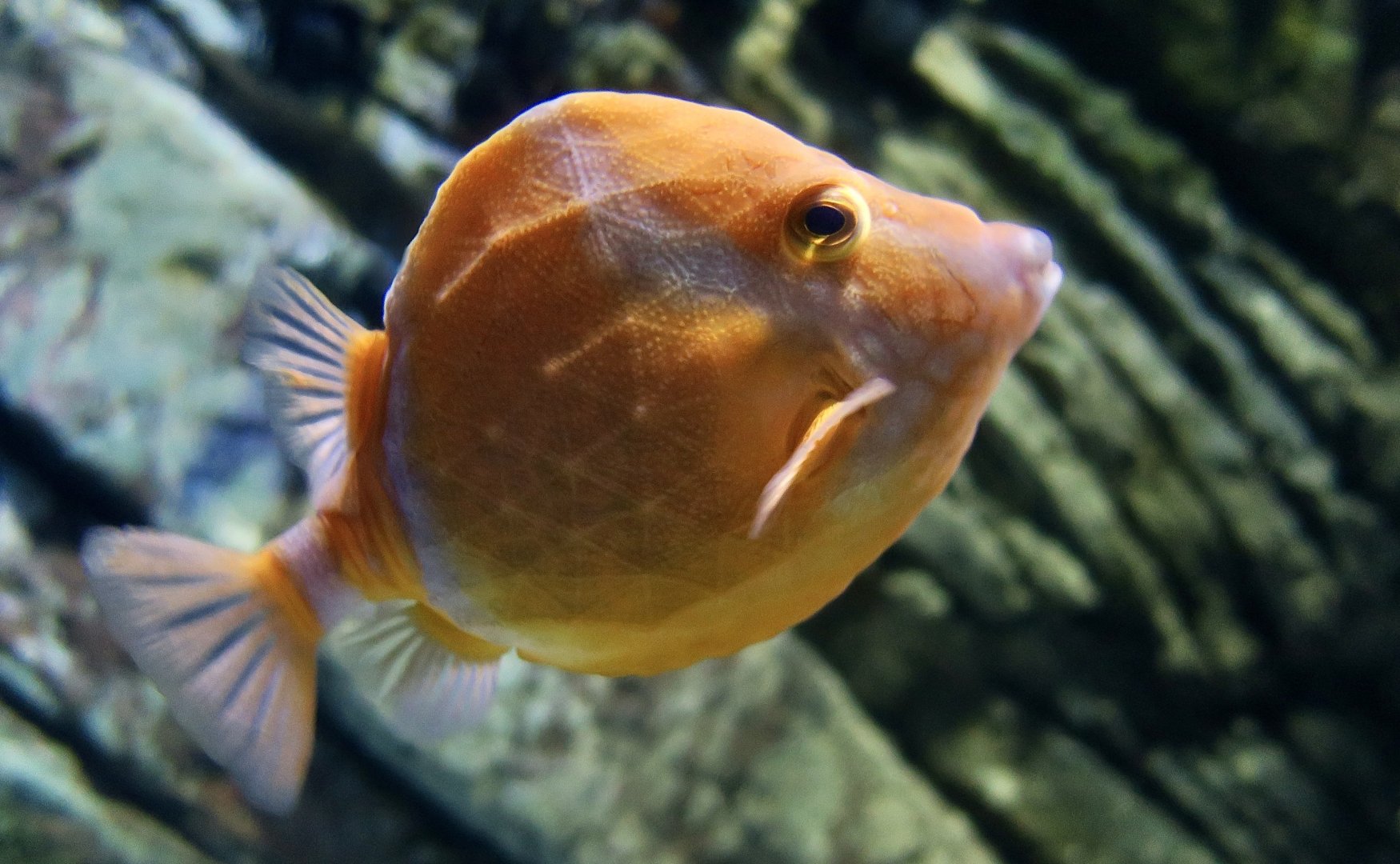 White-Barred Boxfish (Anoplocapros lenticularis)
