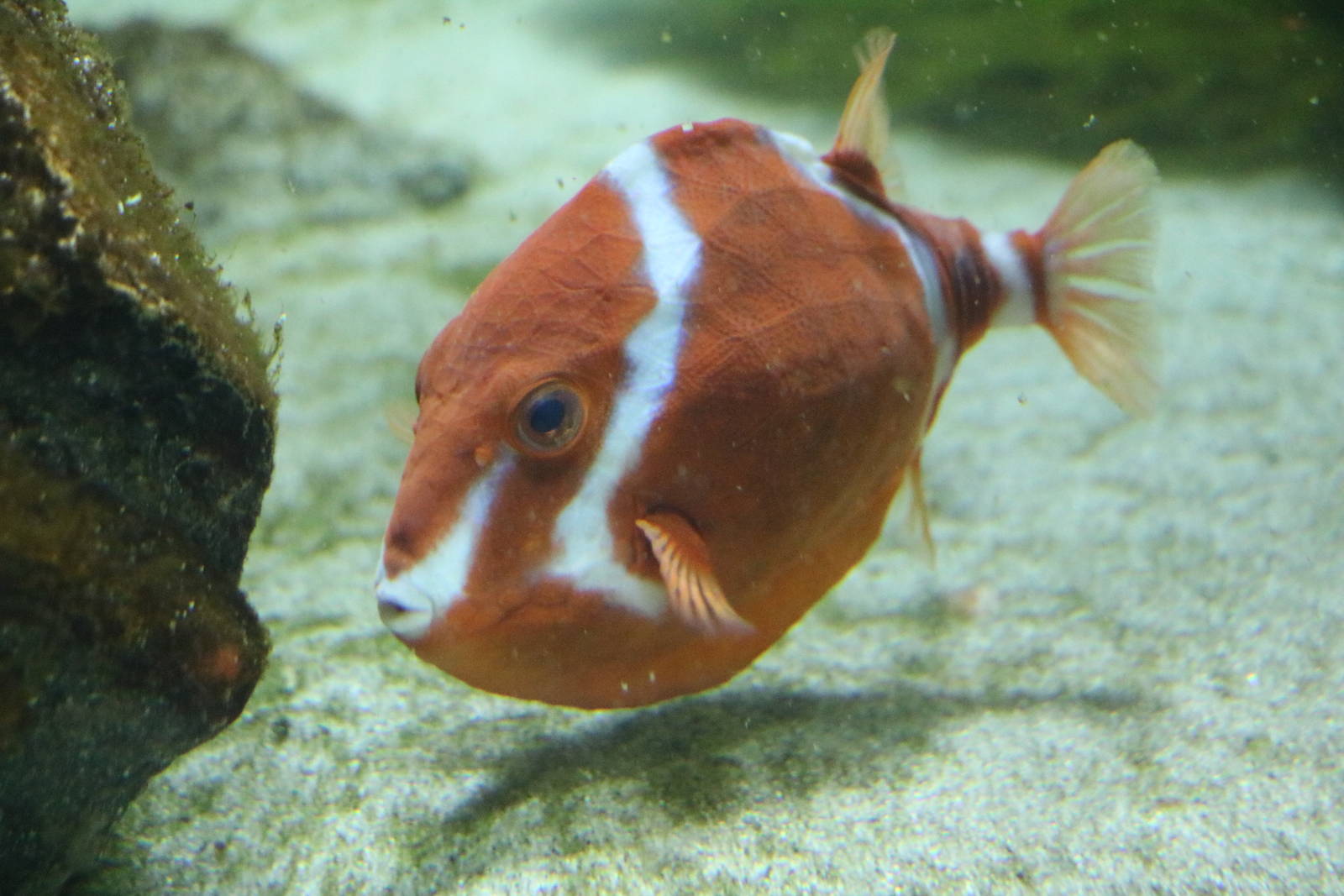White-barred boxfish - Tokyo Sea Life Park, February 2016
