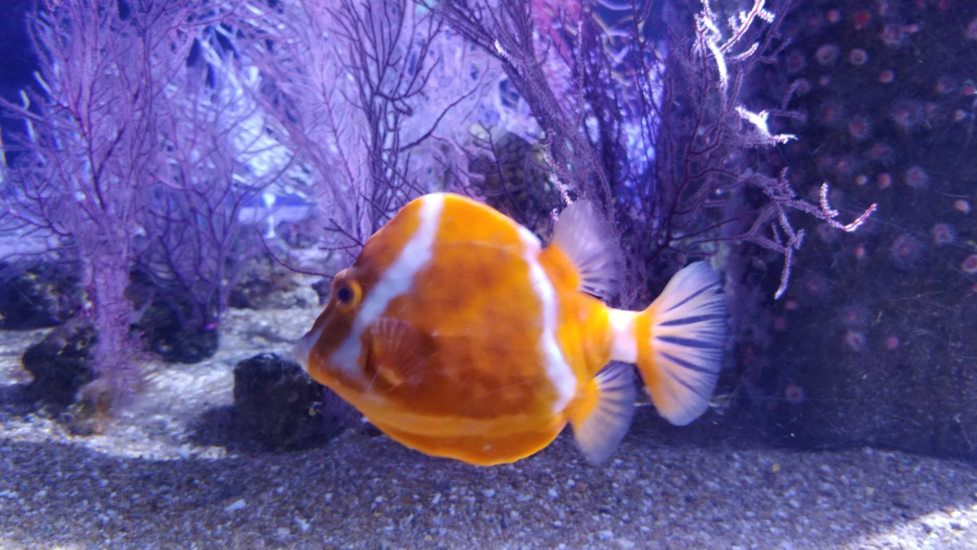 White-barred boxfish