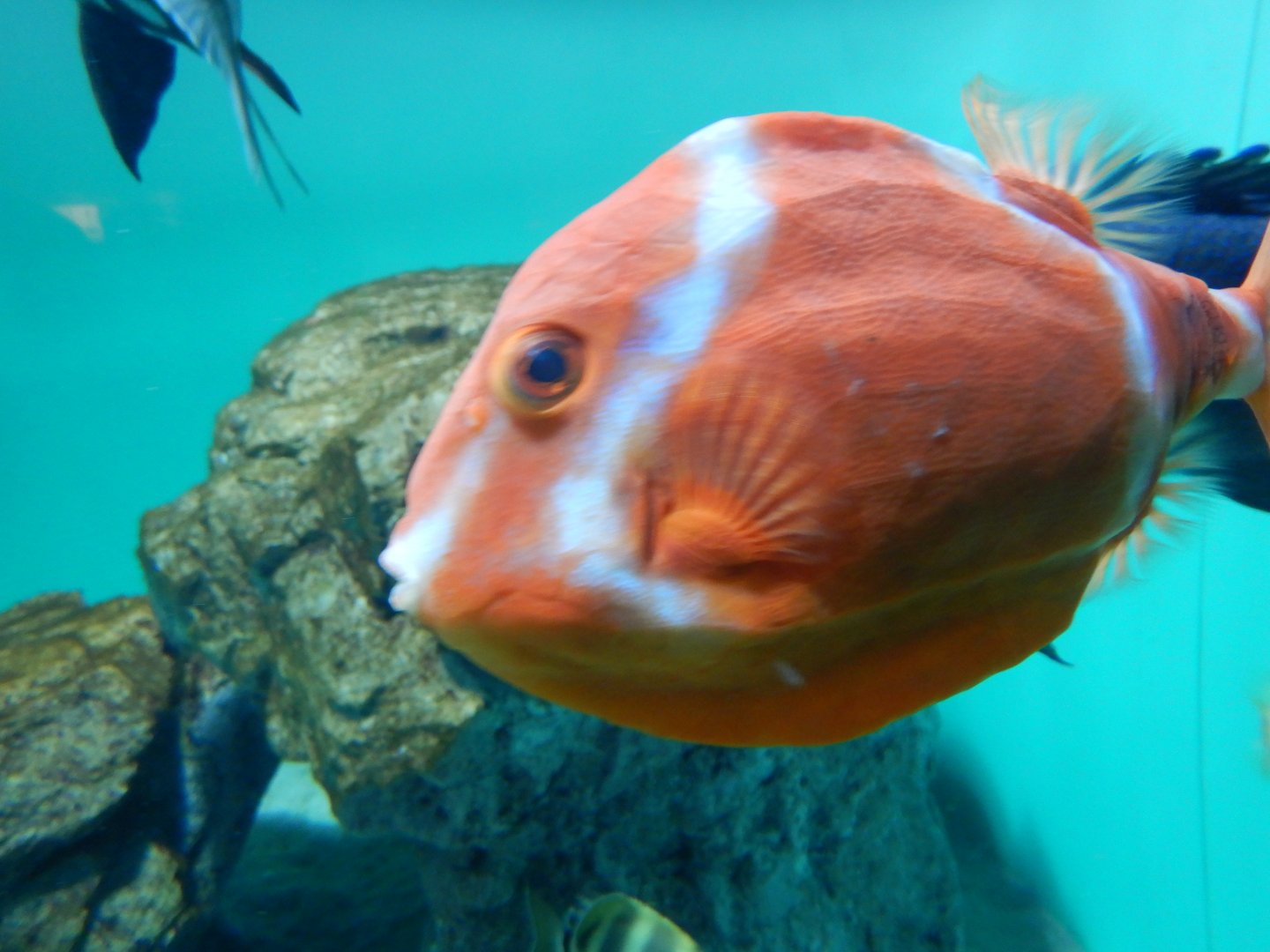 White-Barred Boxfish
