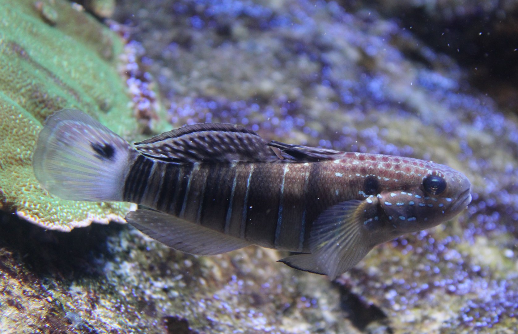 White-barred goby - Amblygobius phalaena