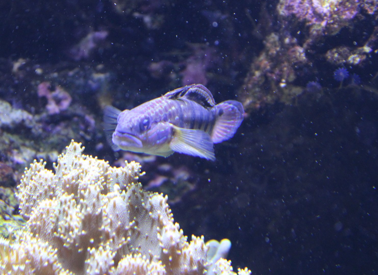 White-barred goby - Amblygobius phalaena