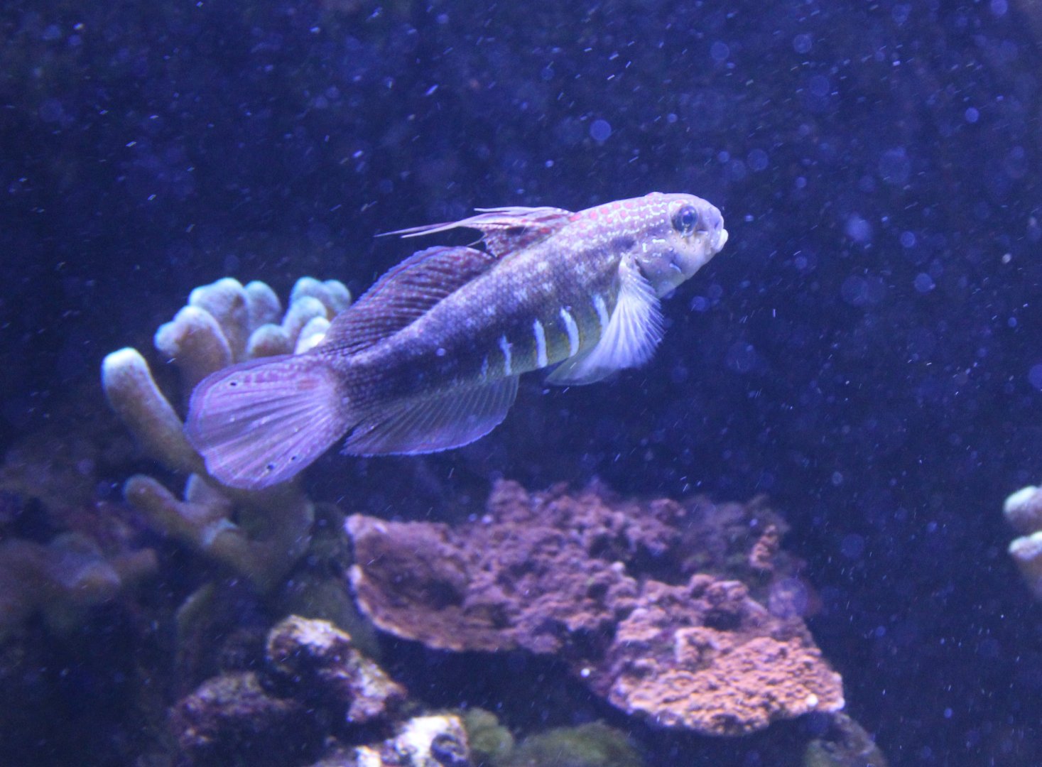White-barred goby - Amblygobius phalaena