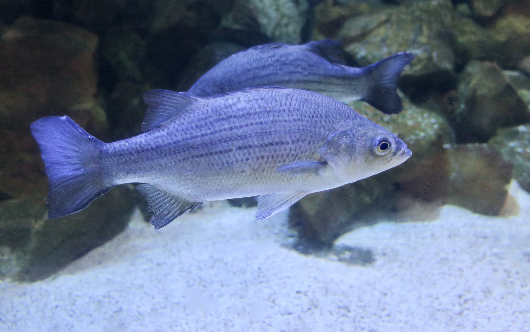 White Bass (Morone chrysops)