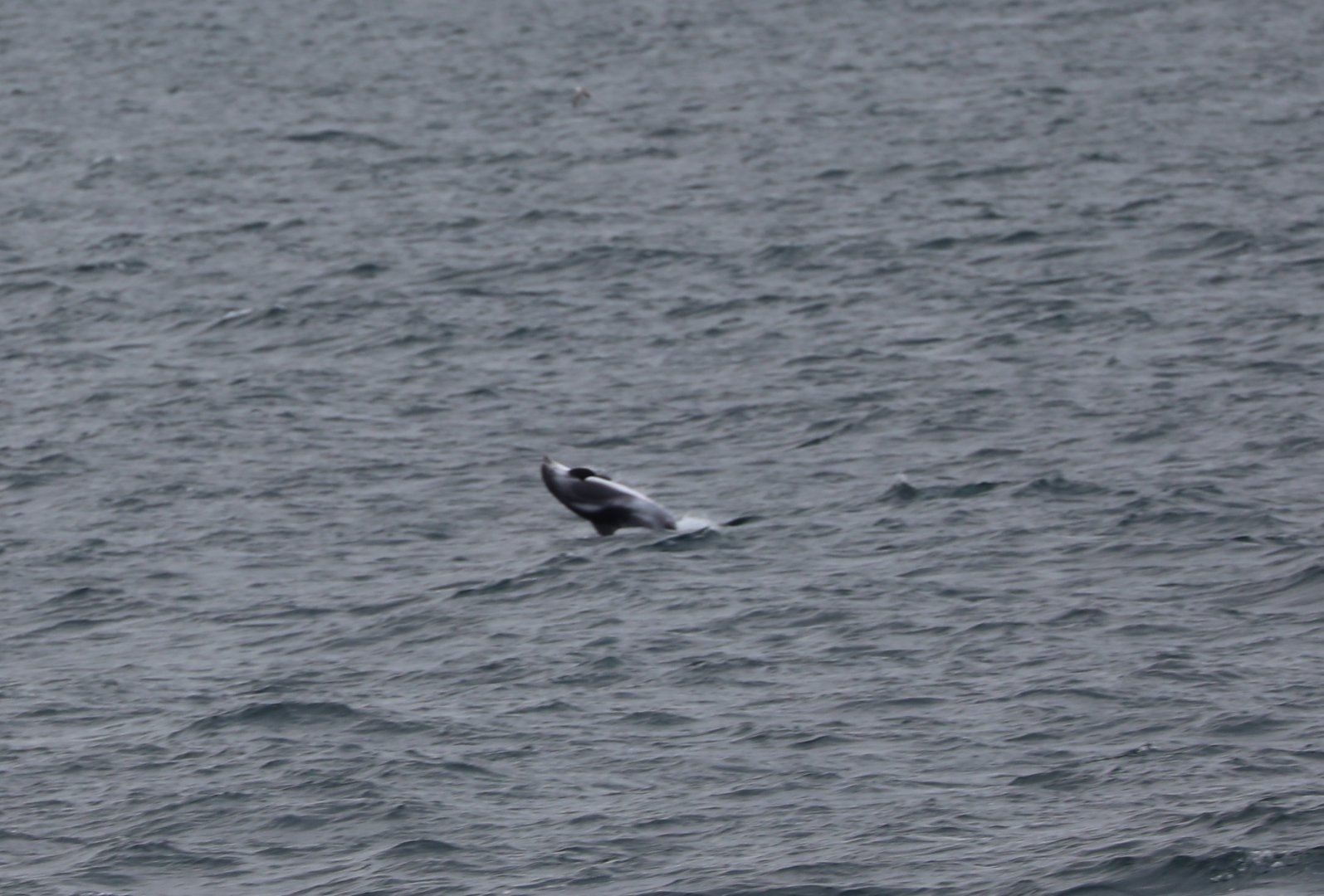 White-beaked Dolphin (Lagenorhynchus albirostris)