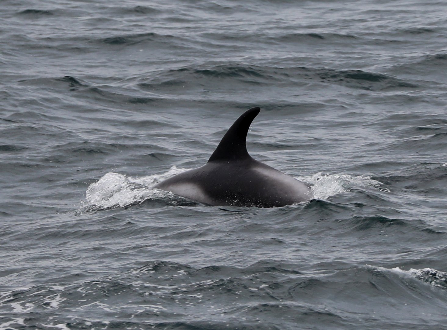 White-beaked Dolphin (Lagenorhynchus albirostris)
