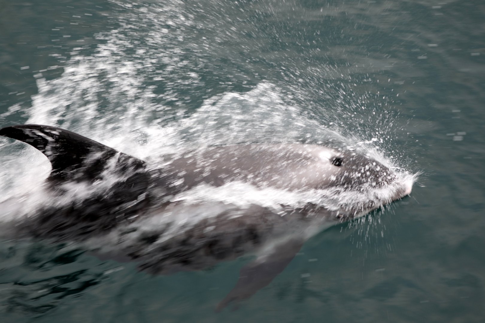 White-beaked Dolphin (Lagenorhynchus albirostris)