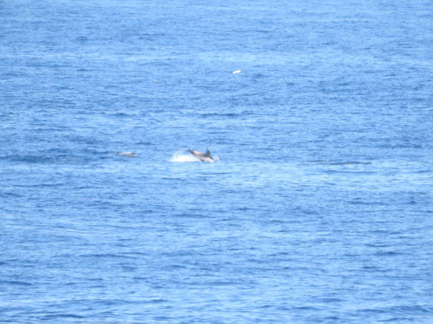 White-beaked Dolphin