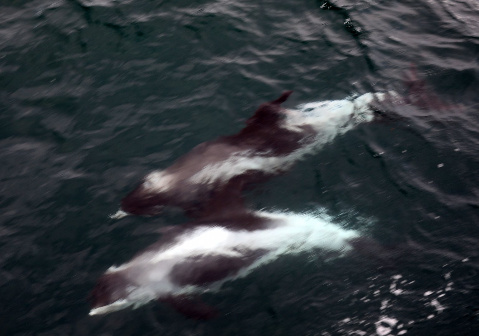 White-beaked Dolphins (Lagenorhynchus albirostris)