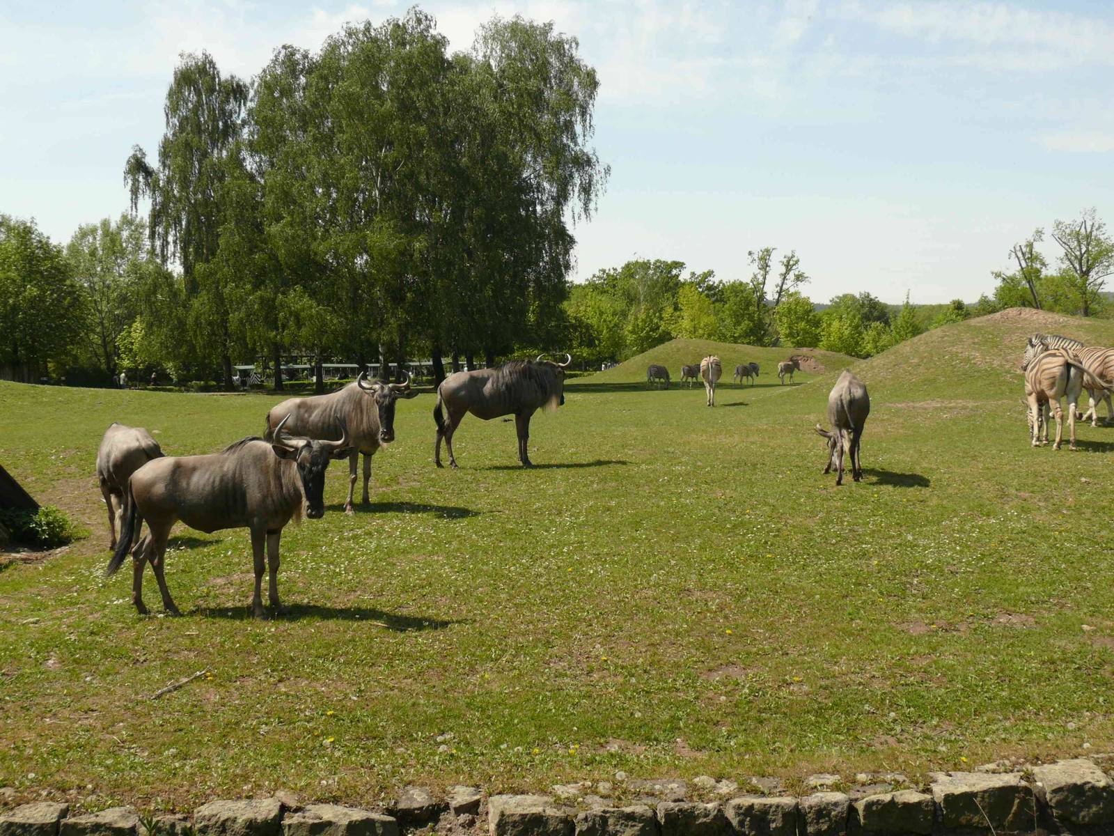 White-bearded Blue Wildebeest