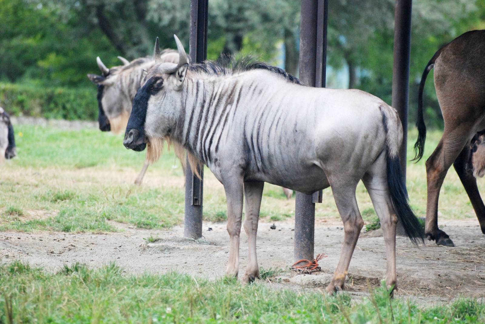 White-bearded Brindled Gnu at Dvur Kralove, 27/08/12