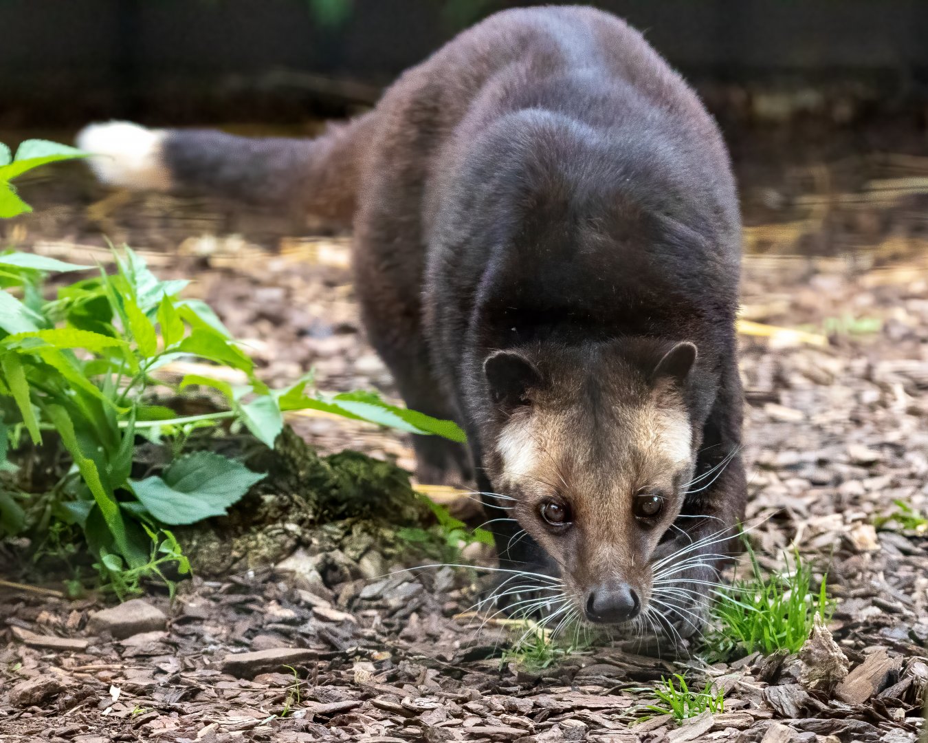 White Bearded Civet / Hamerton / 28-9-20