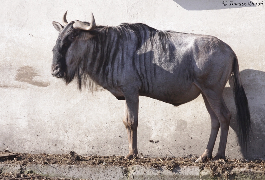 White-bearded Gnou (Connochaetes taurinus albojubatus)