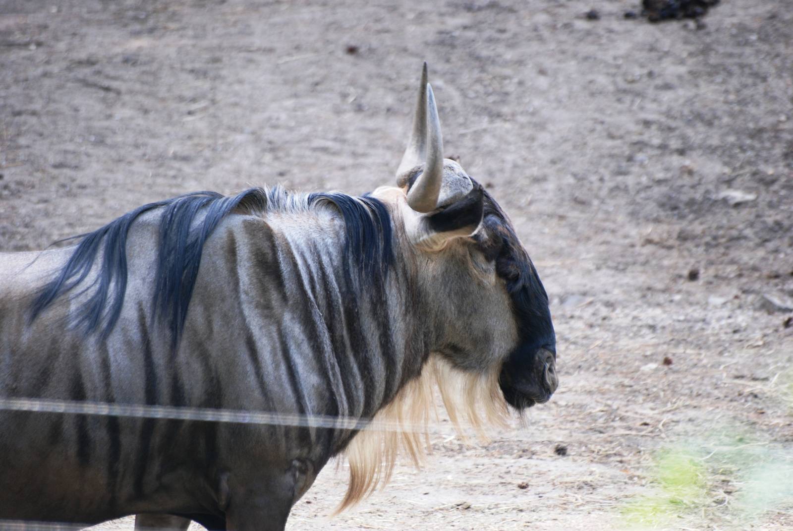 White-bearded Gnu at Burgers Zoo Arnhem, 30/05/12