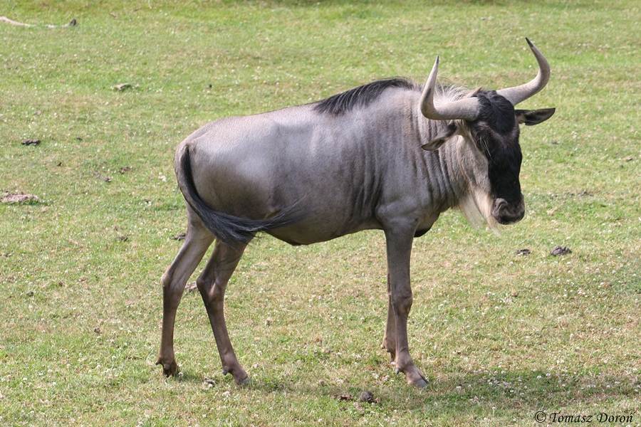 White-bearded Gnu (Connochaetes taurinus albojubatus)