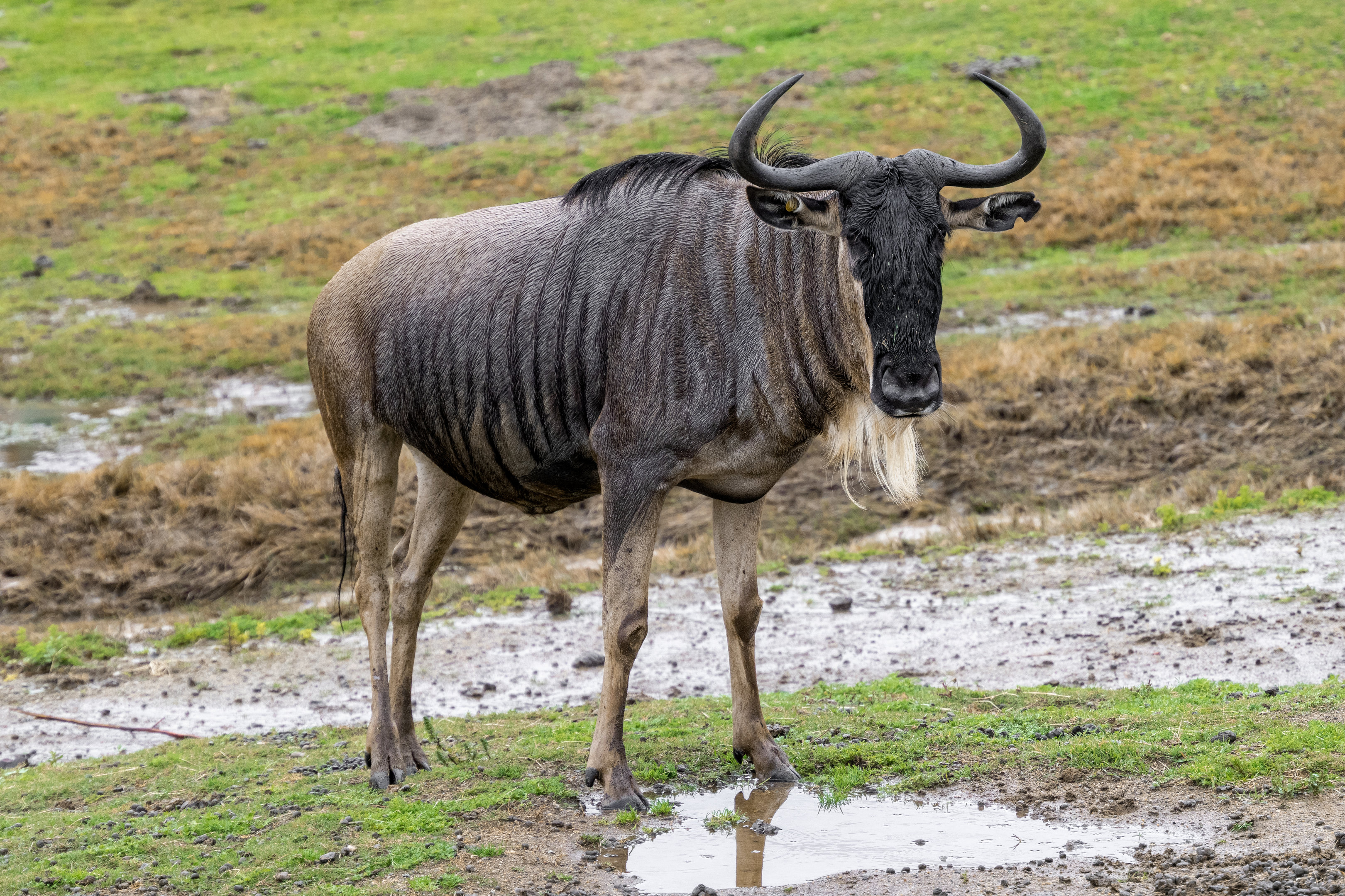 White Bearded Gnu