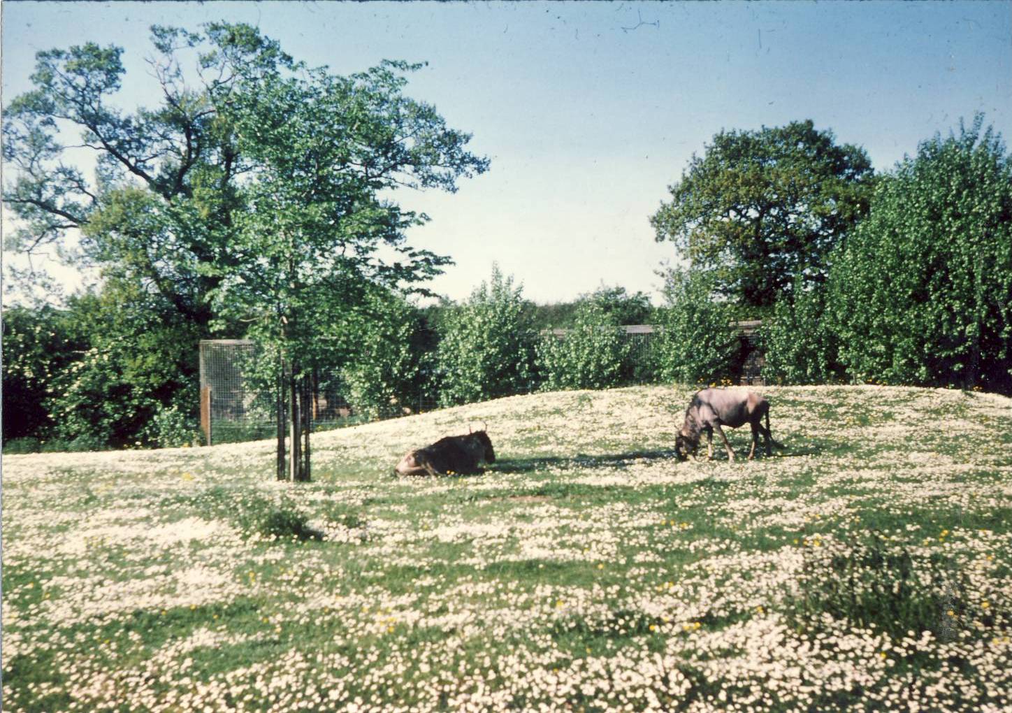 White-bearded Gnus Chester Zoo 25 May 1978