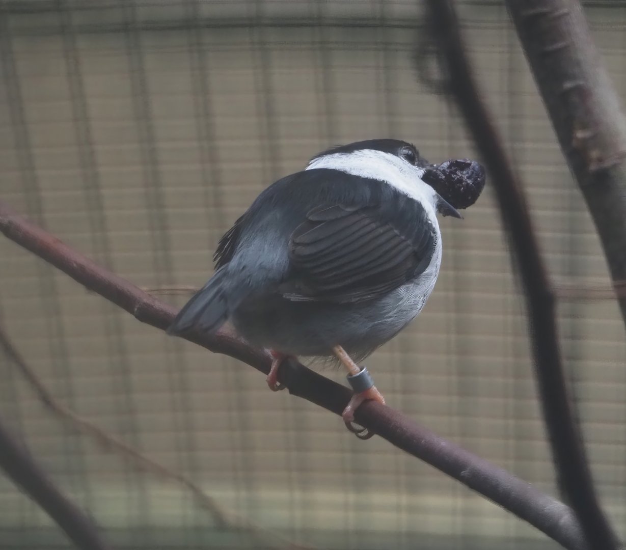 White-bearded manakin (Manacus manacus), 2024-05-22