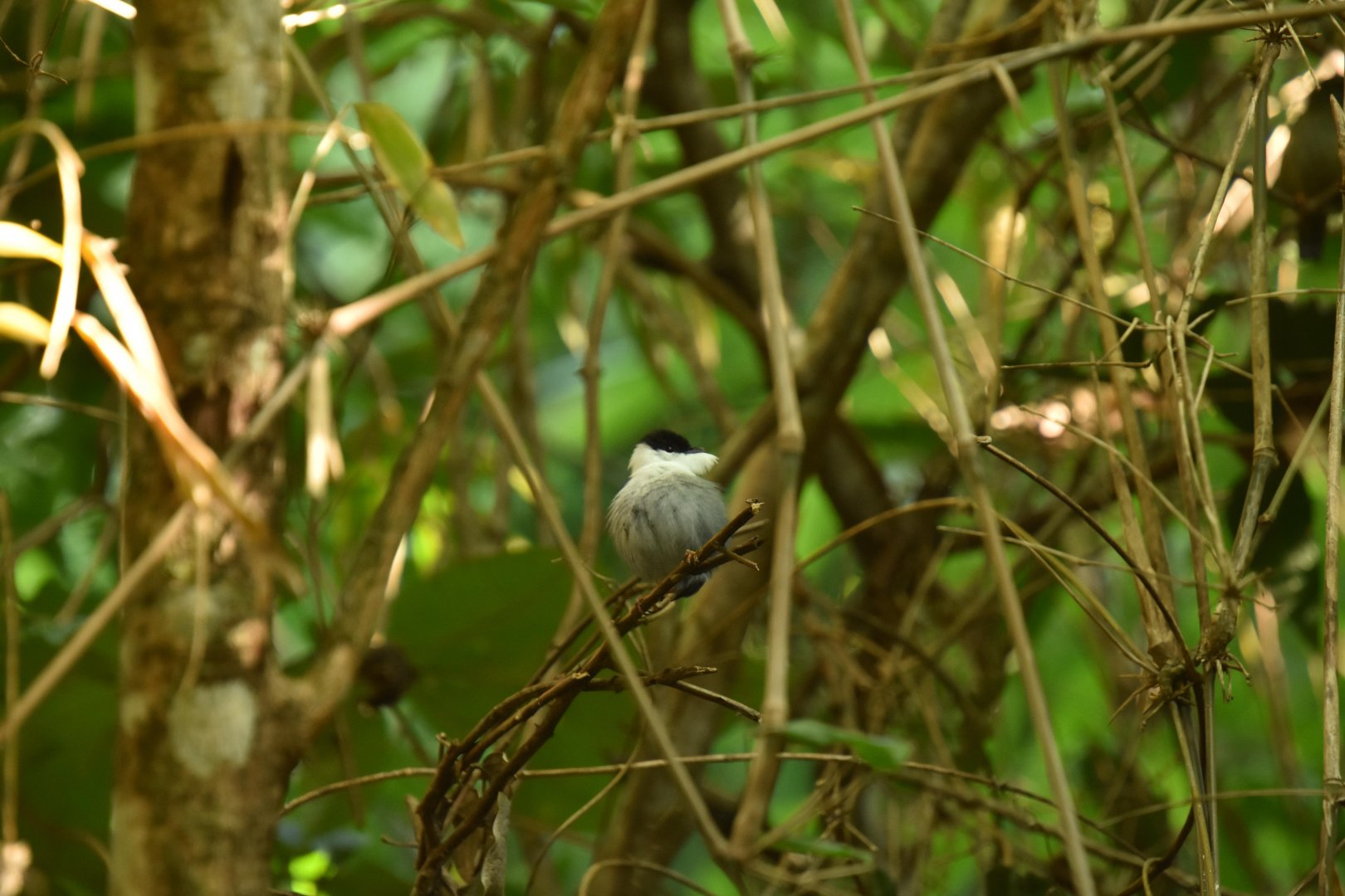 White-bearded manakin (Manacus manacus)