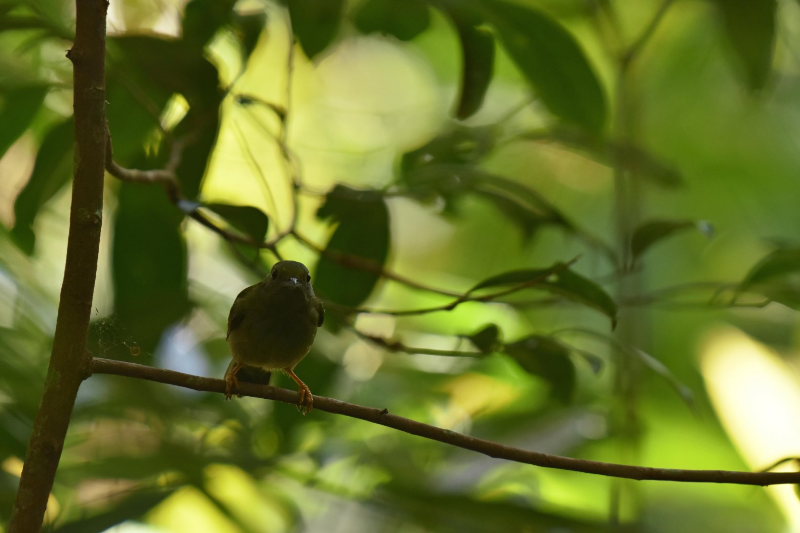 White-bearded manakin (Manacus manacus)