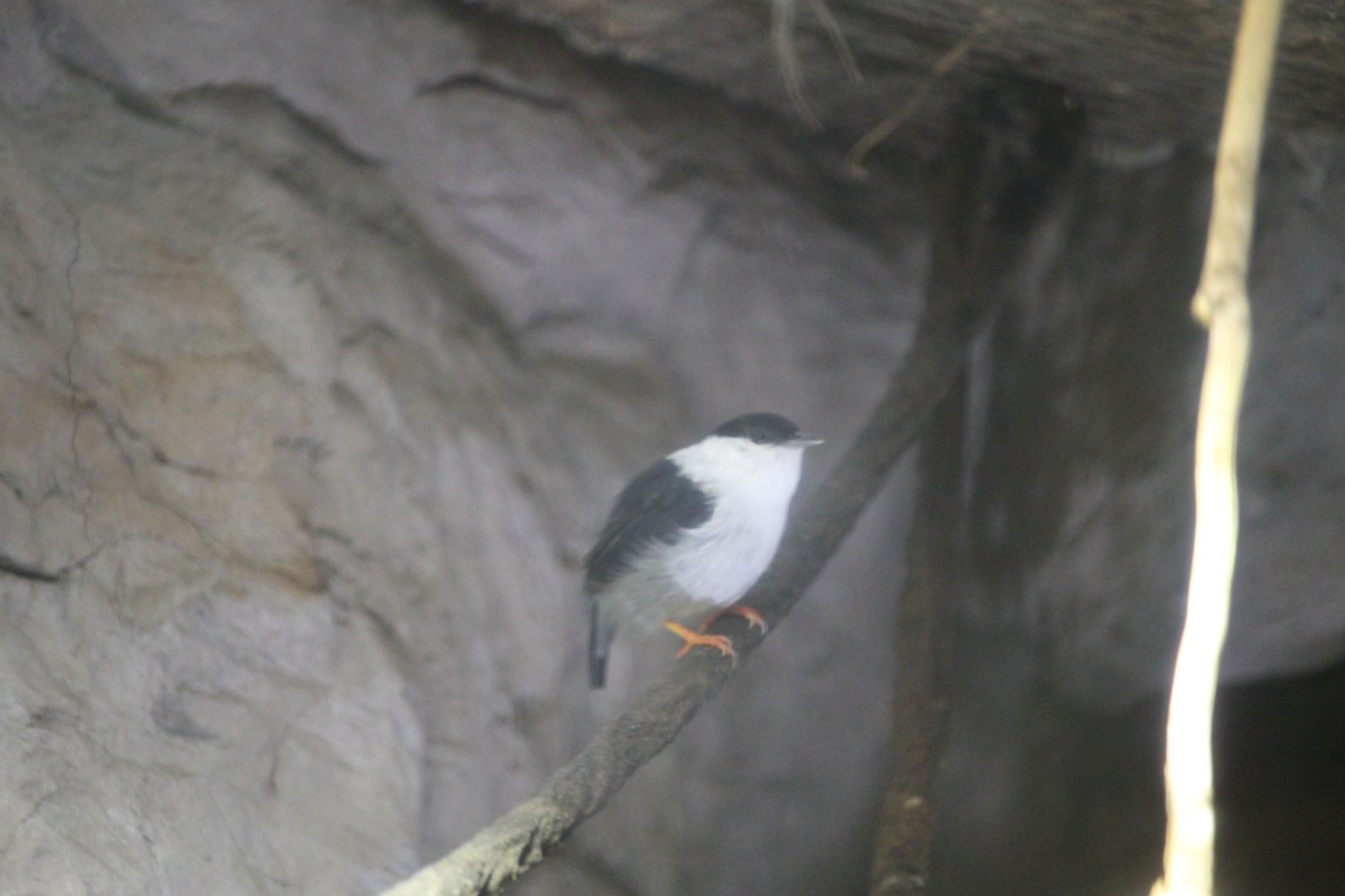 White-bearded manakin (Manacus manacus)