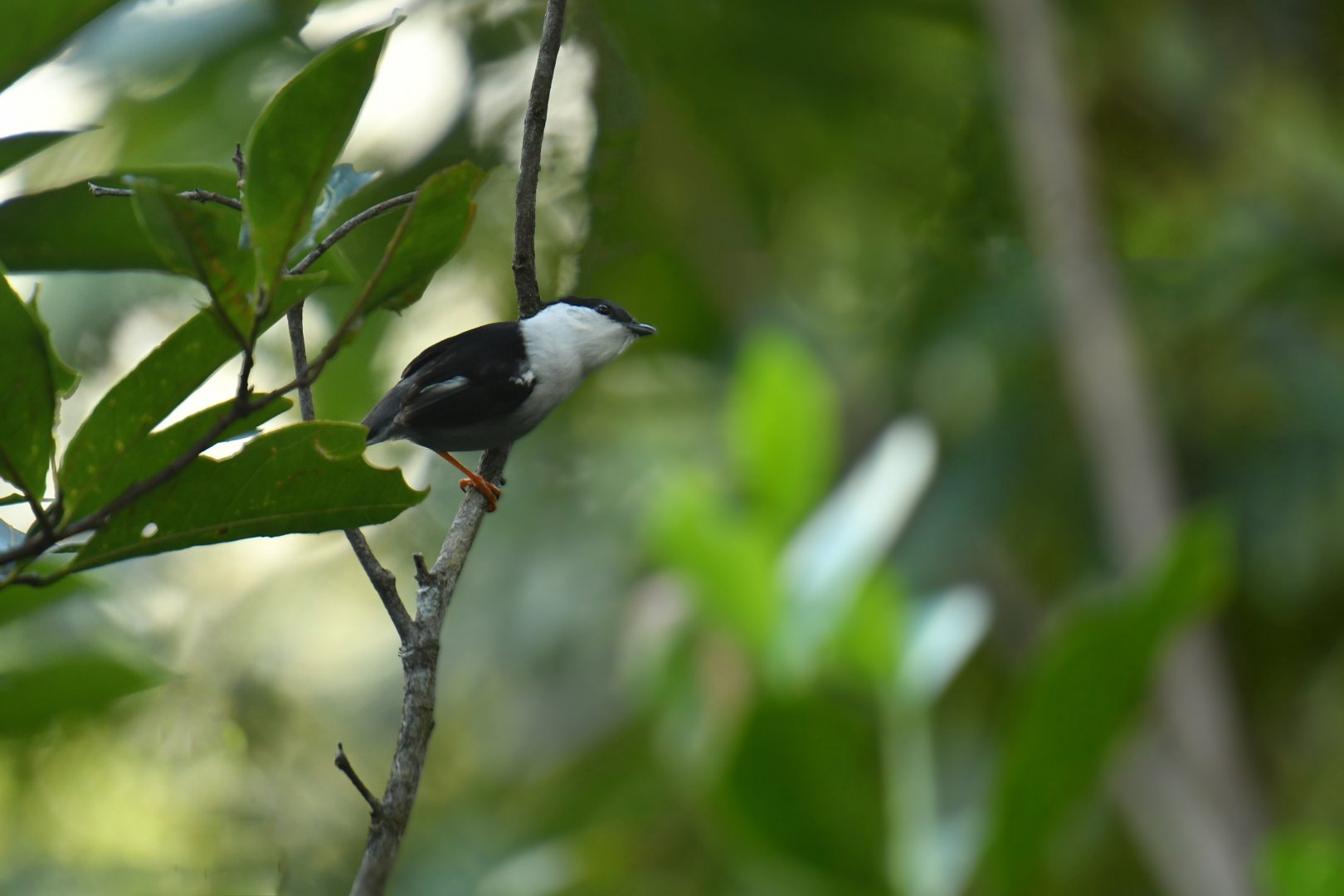 White-bearded Manakin (Manacus manacus)