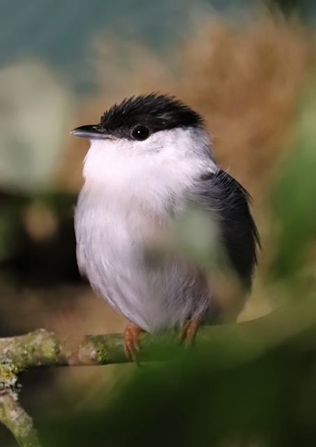 White-bearded manakin (Manacus manacus)