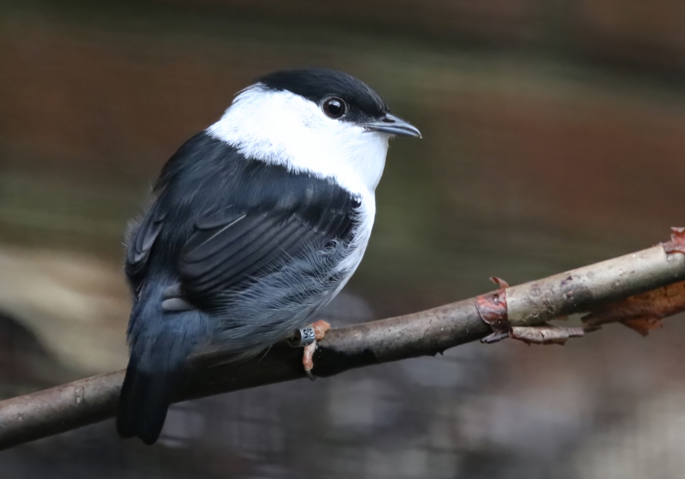 White-bearded manakin (Manacus manacus)