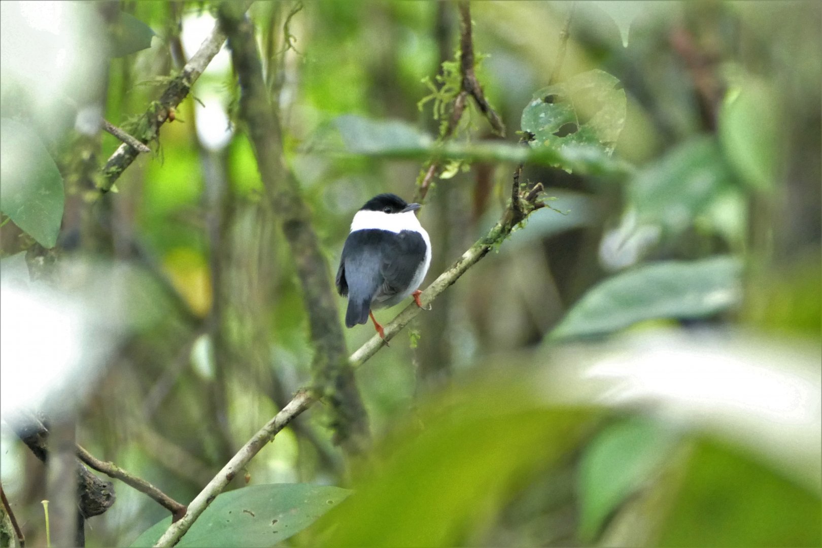 White-Bearded Manakin