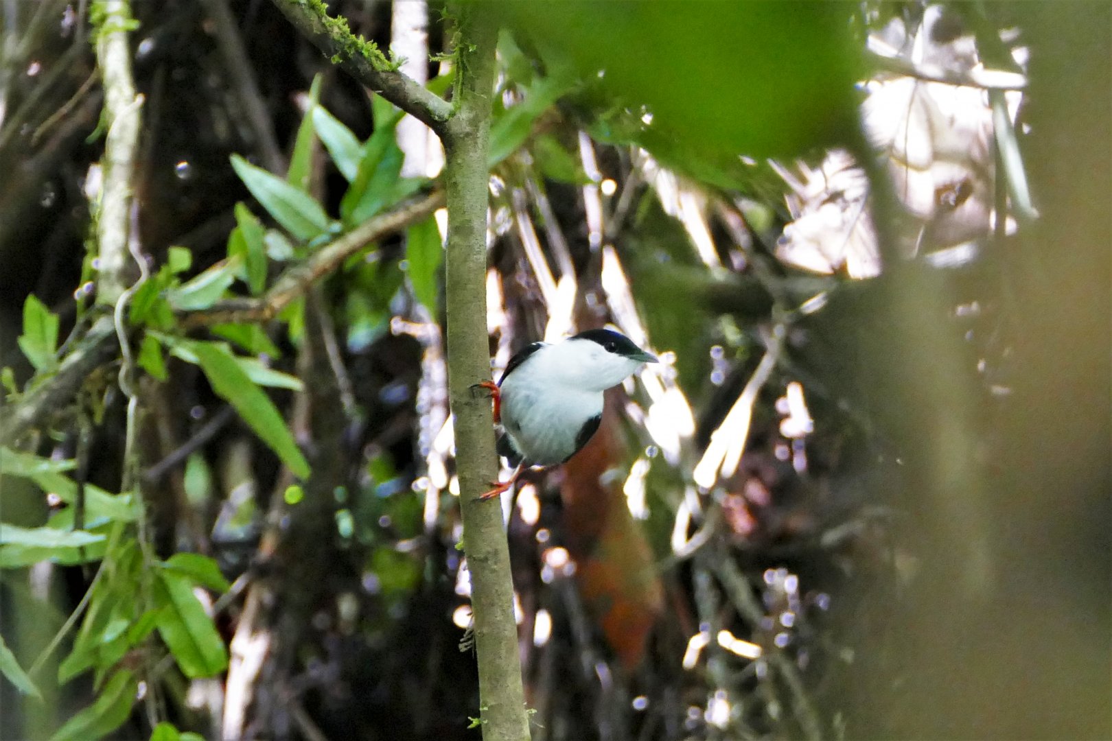 White-bearded Manakin