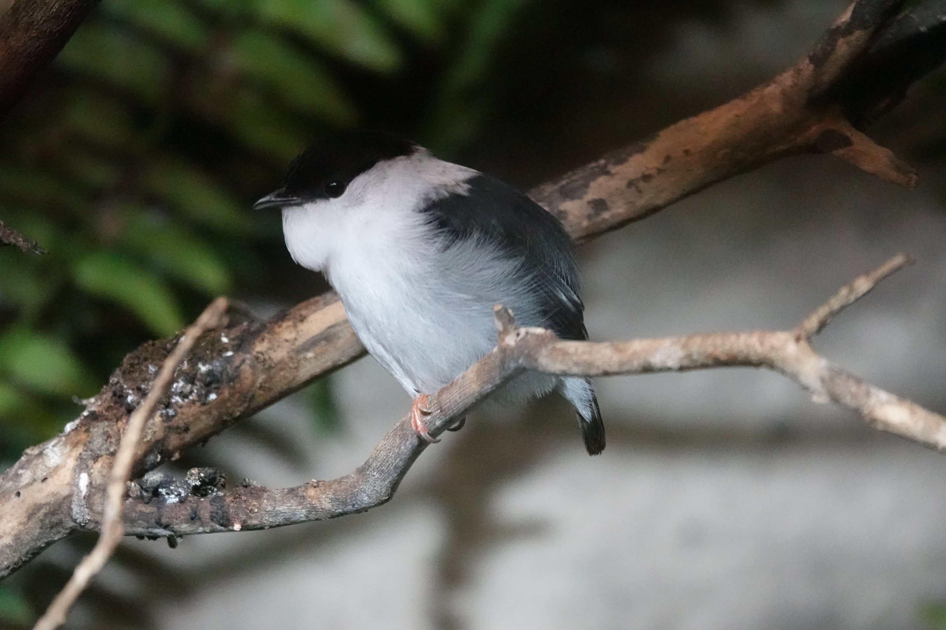 White-bearded manakin