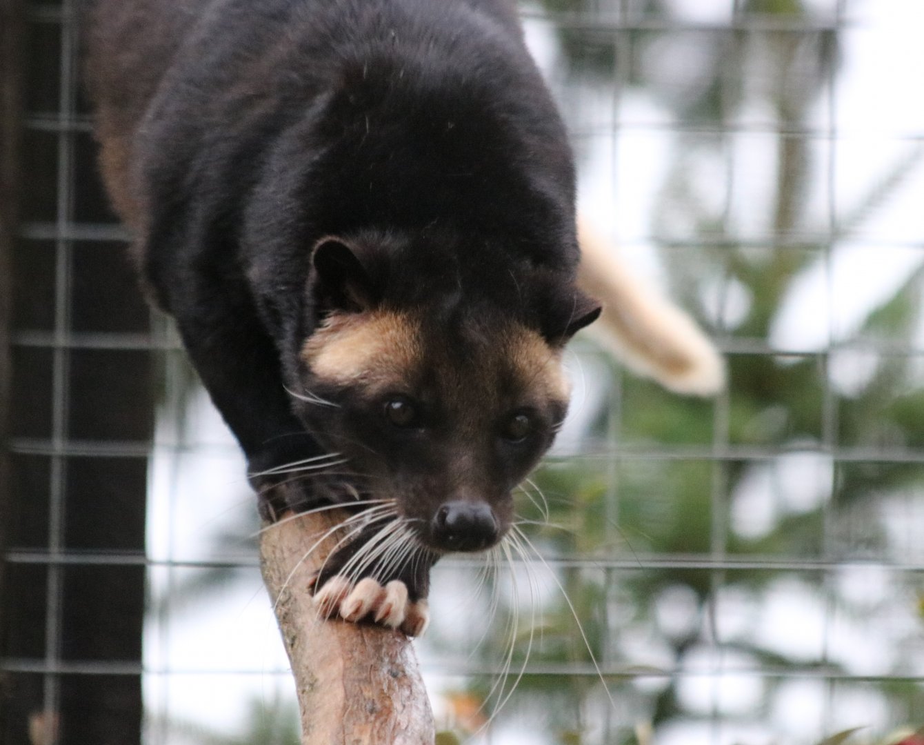 White-Bearded Masked Palm Civet Adult