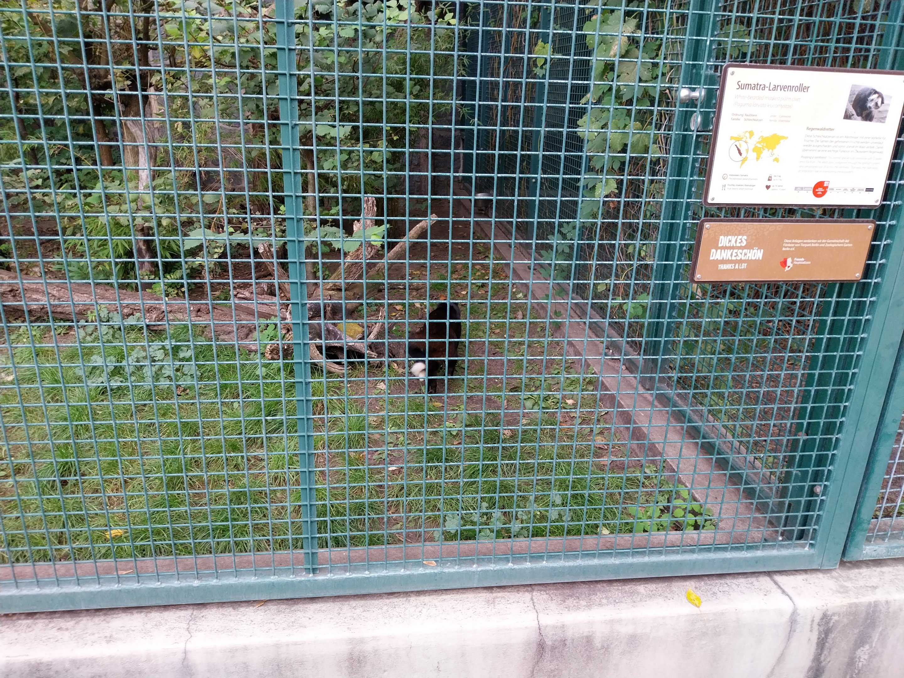 White-bearded Masked Palm Civet (Paguma larvata leucomystax)