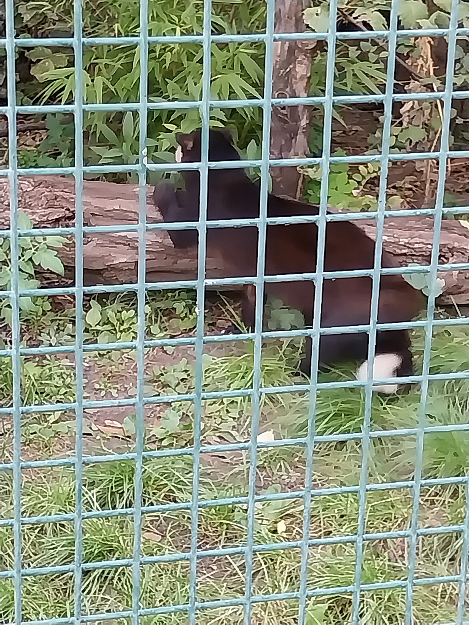 White-bearded Masked Palm Civet (Paguma larvata leucomystax)