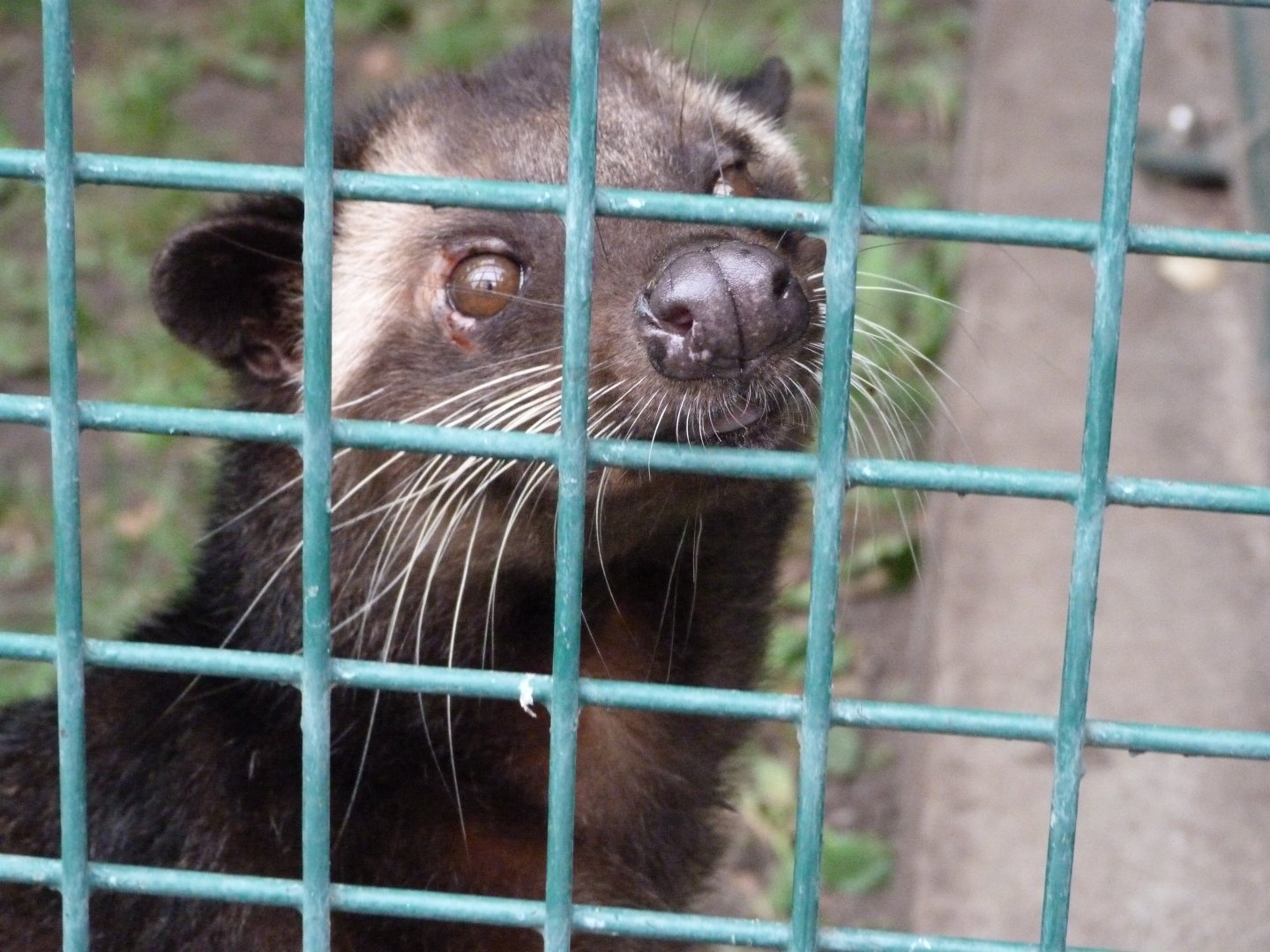 White-bearded masked palm civet -Tierpark Berlin (2024)