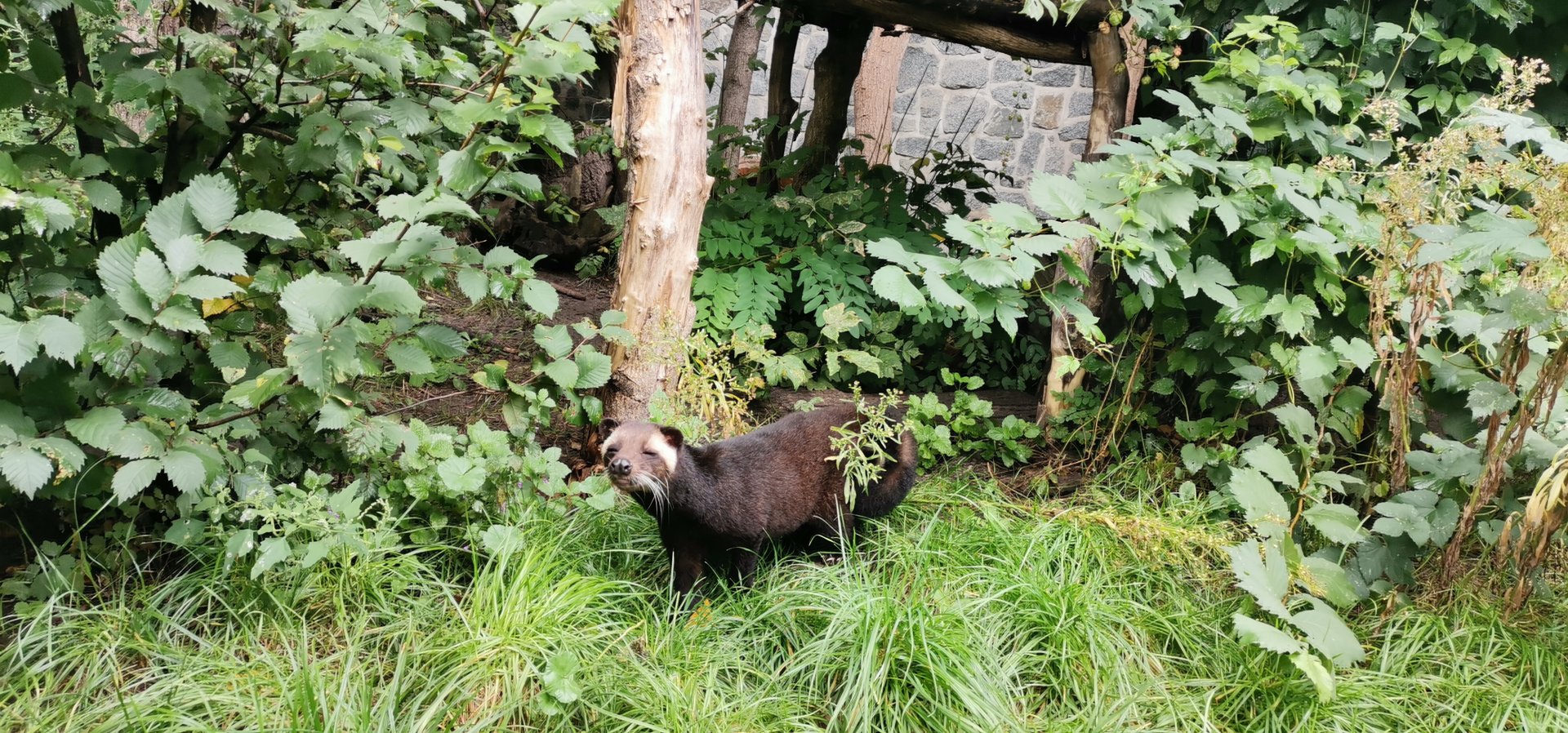 White-bearded Masked Palm Civet