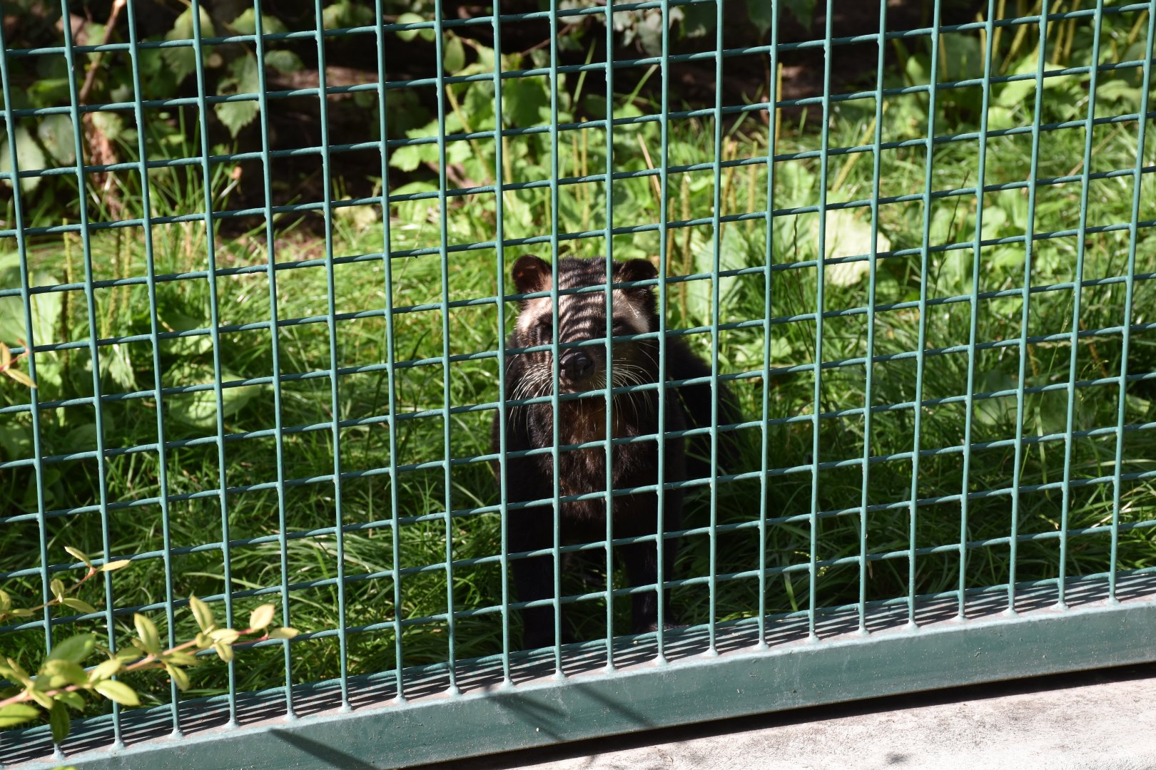 White-bearded masked palm civet