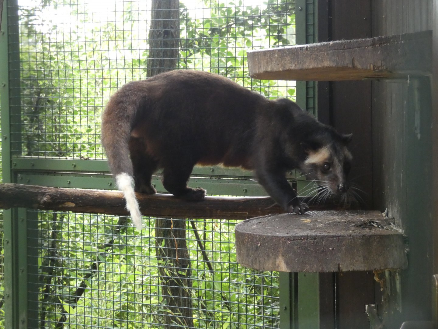 White-bearded masked palm civet