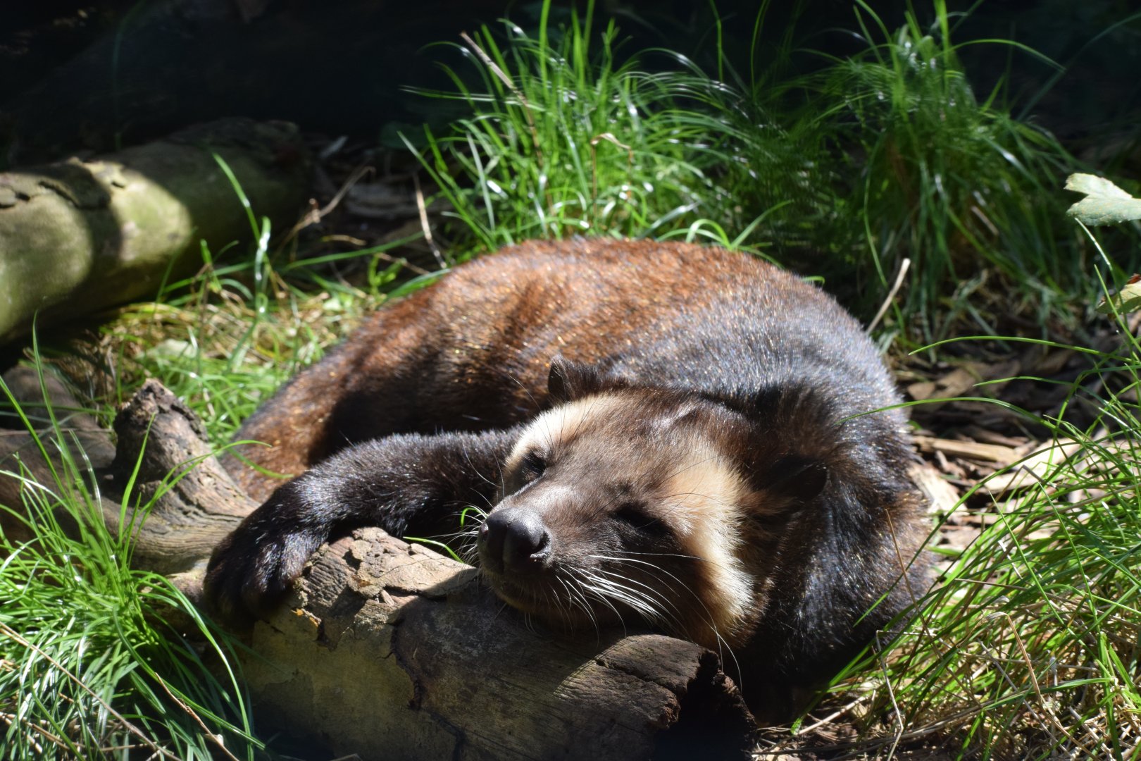 White-bearded masked palm civet