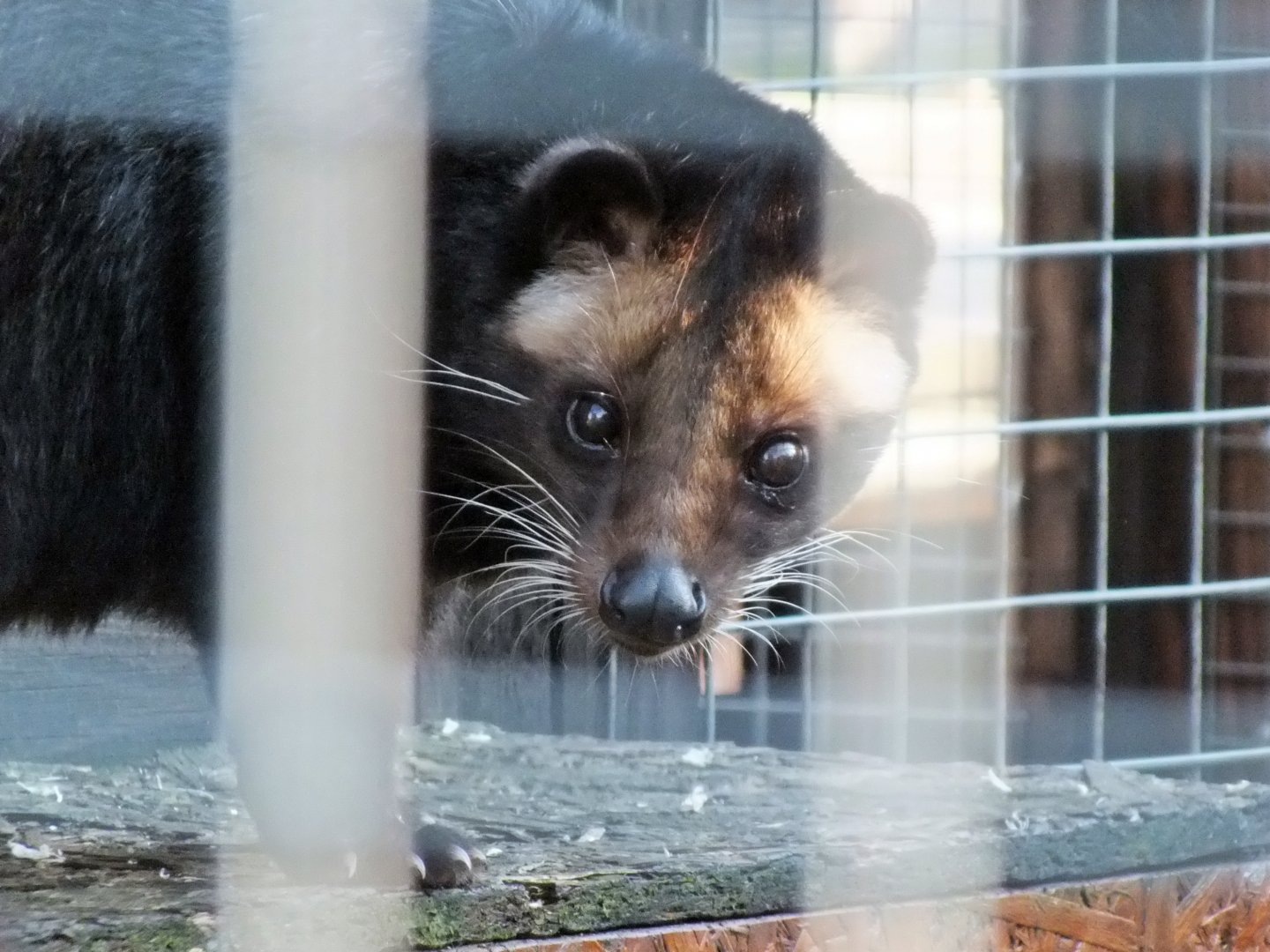 White-bearded palm civet