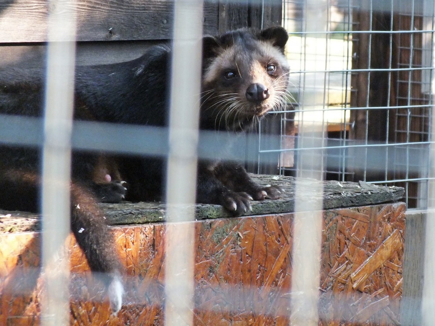 White-bearded palm civet