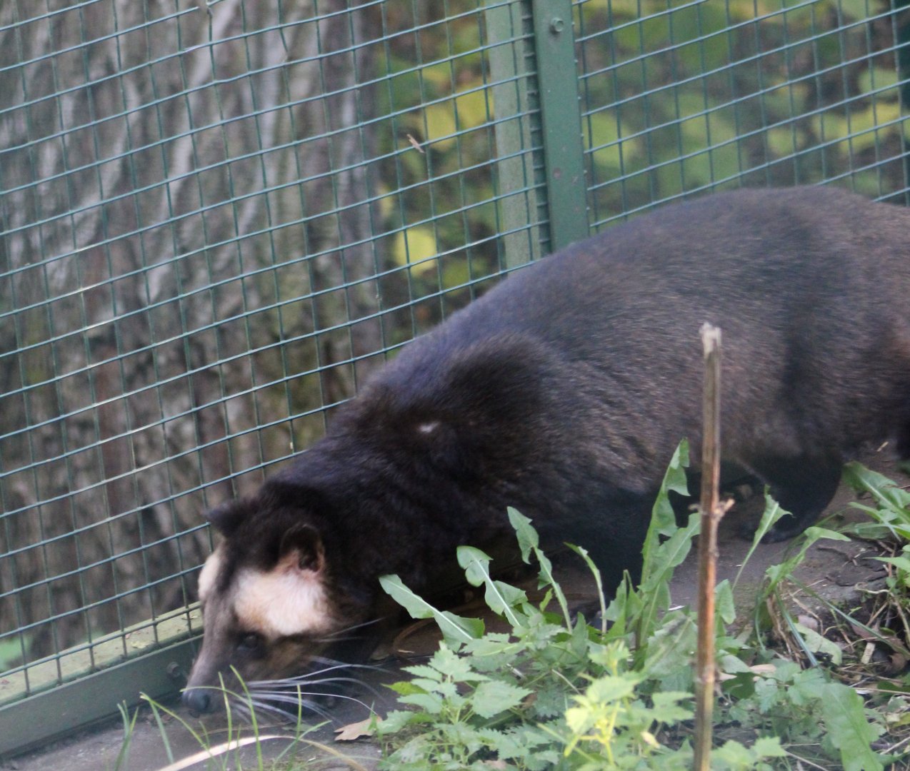 White-bearded palm civet