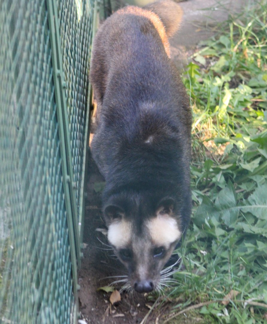 White-bearded palm civet